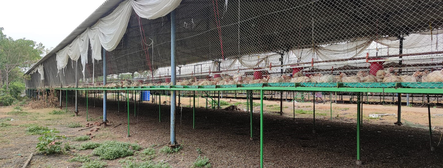 PP Slat Flooring for Poultry farm, Chicken net