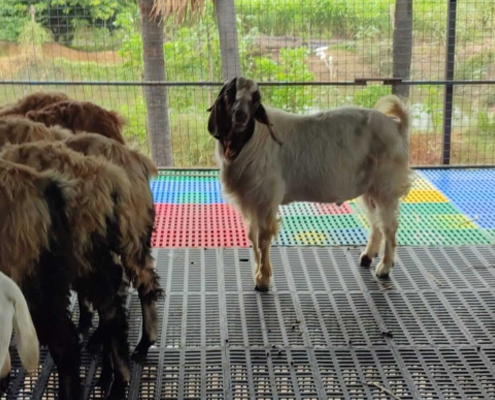 Goat Farm Plastic Slatted Flooring Price in Anantapur