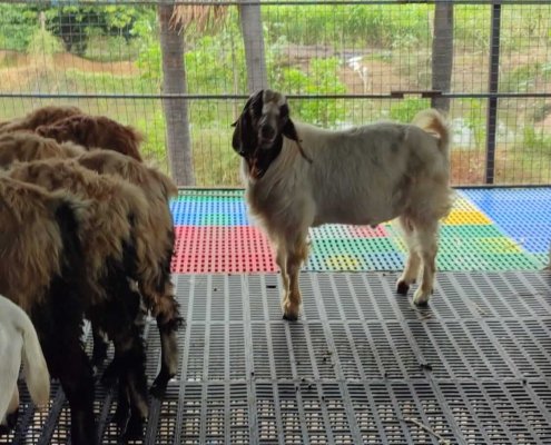 Goat Farm Plastic Slatted Flooring Price in Kerala