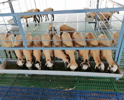 Goat Farm Plastic Slatted Flooring Price in India